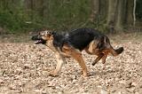 BERGER ALLEMAND 1041